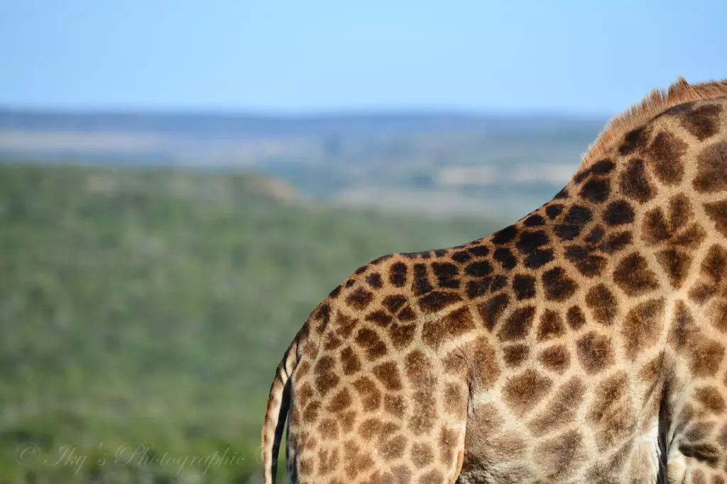 Giraffe spots