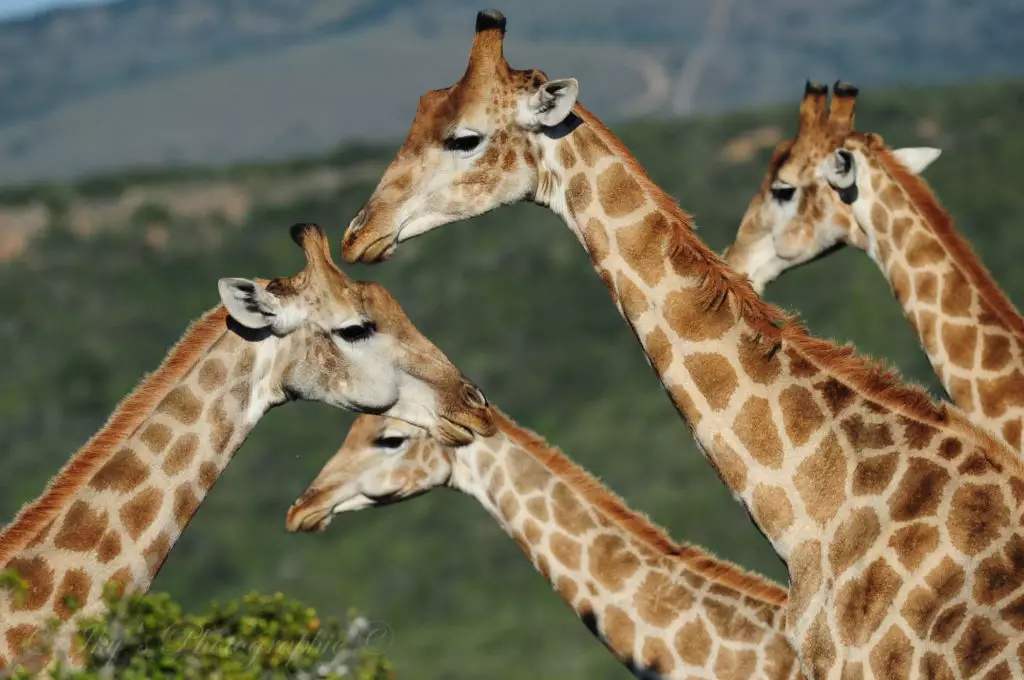 Giraffe facts