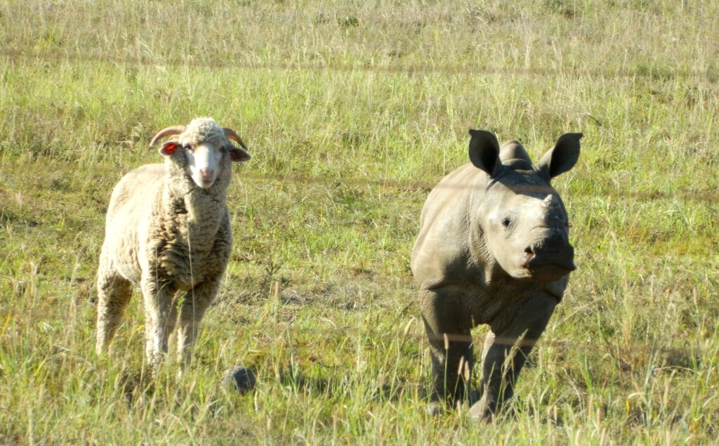 rhino-and-sheep-in-field