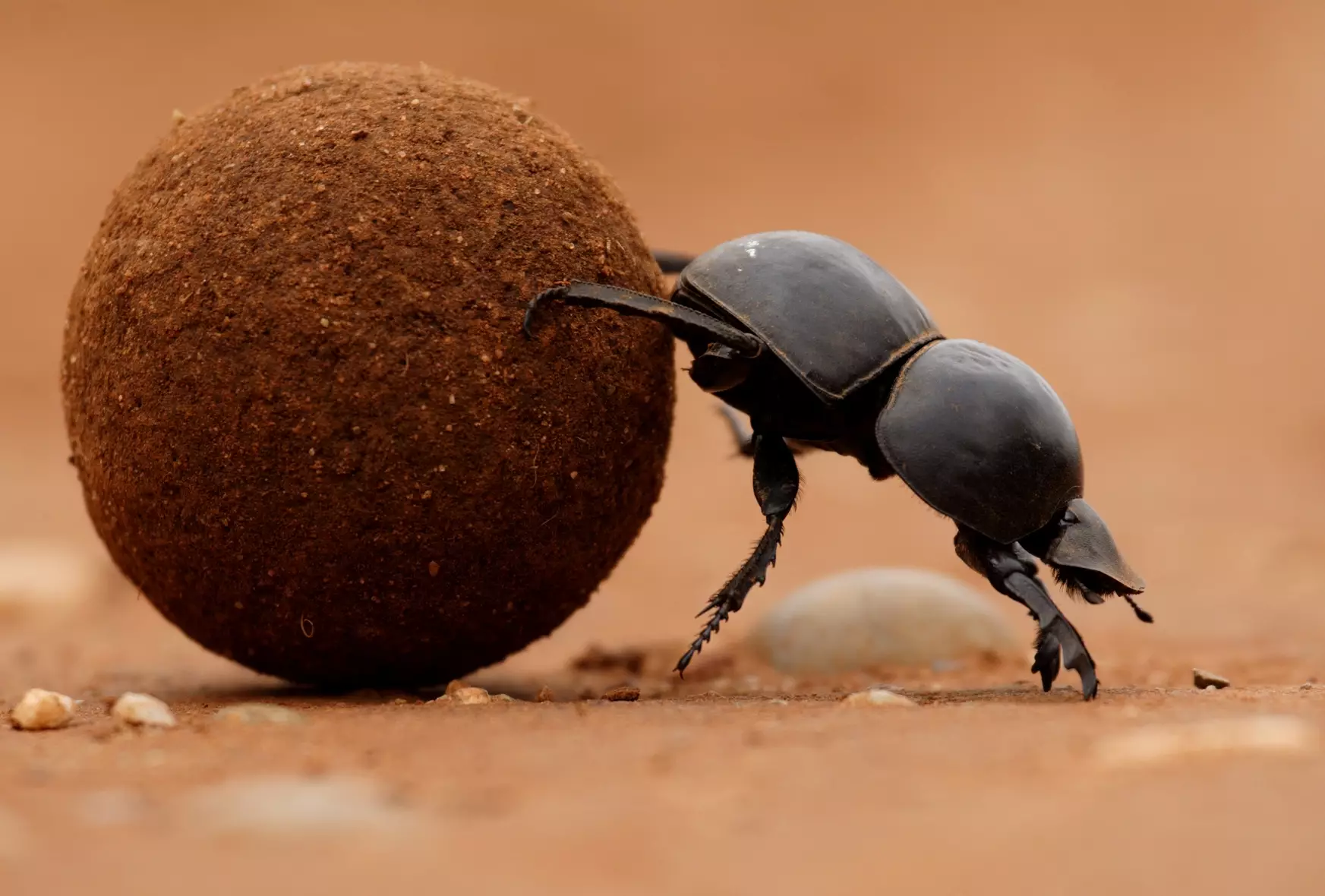 The Magnificent Flightless Dung Beetle- Shamwari