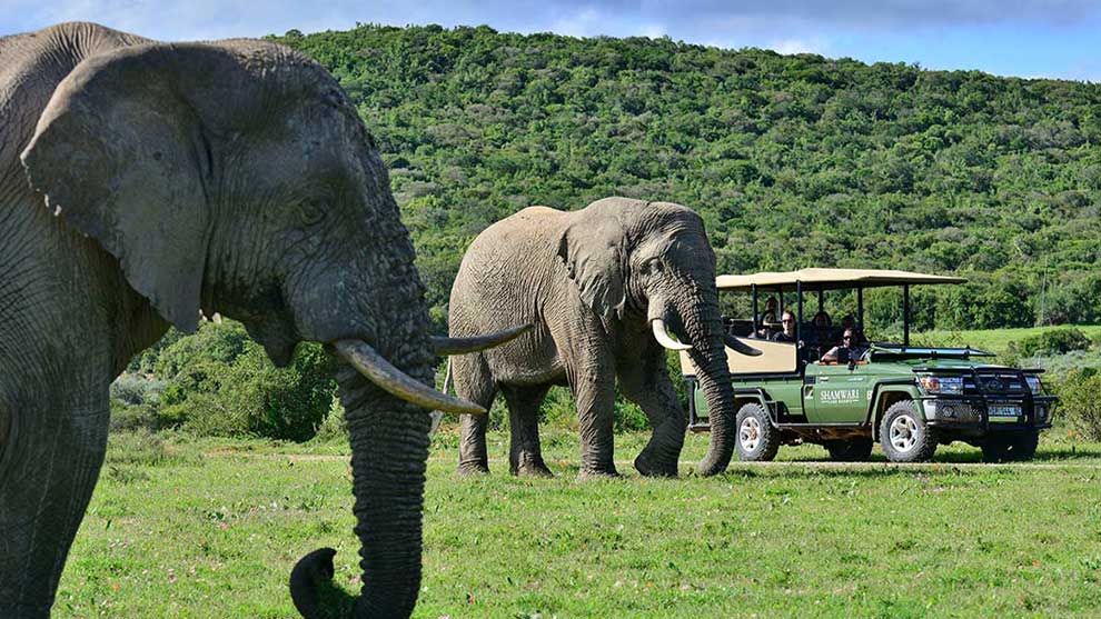 Wild African safari in South Africa 1