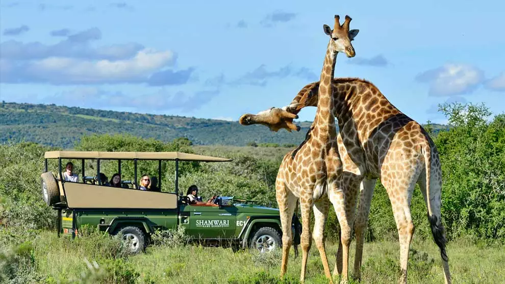 Wilderness safari game drive 1