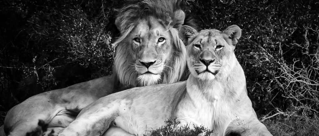 lion-and-lioness-at-shamwari