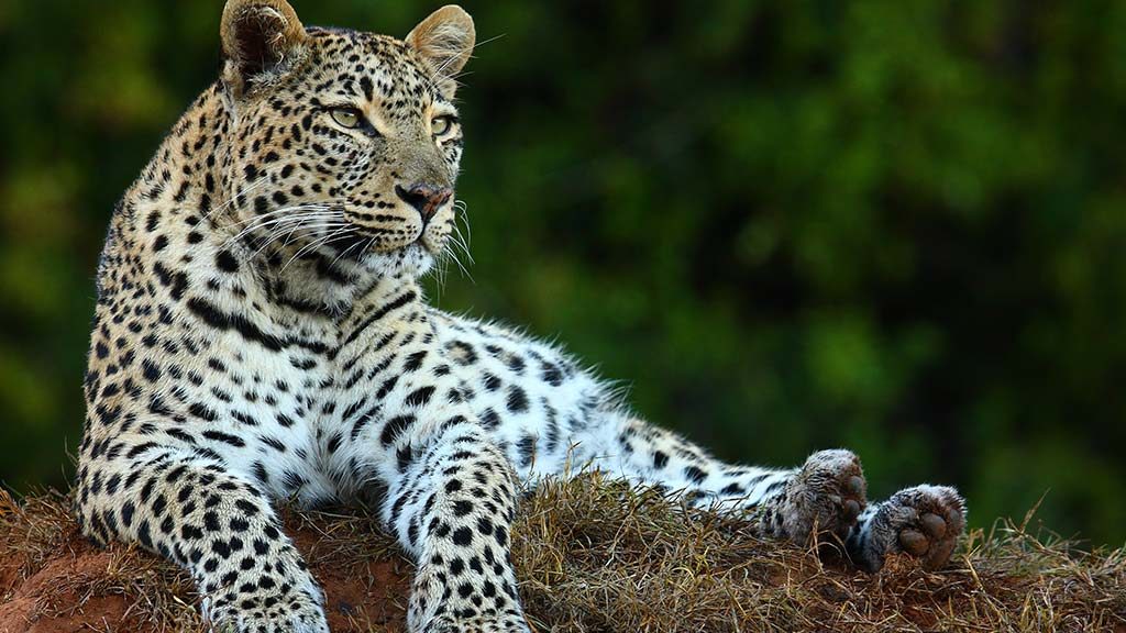 Safari Animals the African Leopard