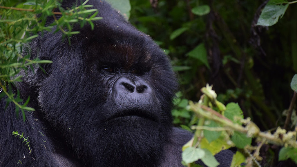A close up of a silverback mountain gorilla - Africa Travel