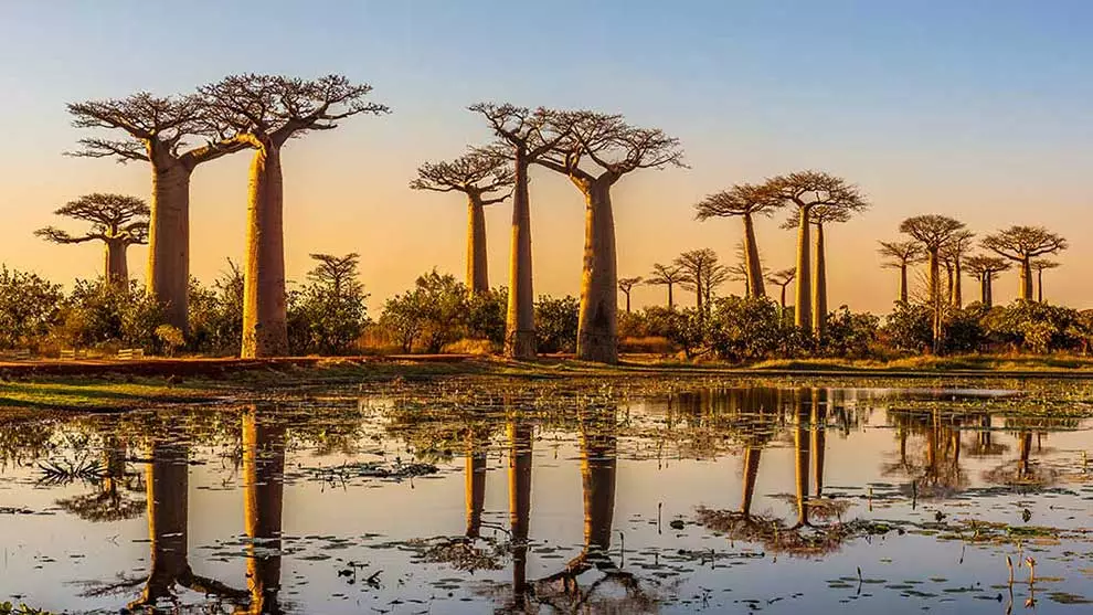 04 Shamwari Impressive baobabs next to a dam reflecting in the water’s surface 1