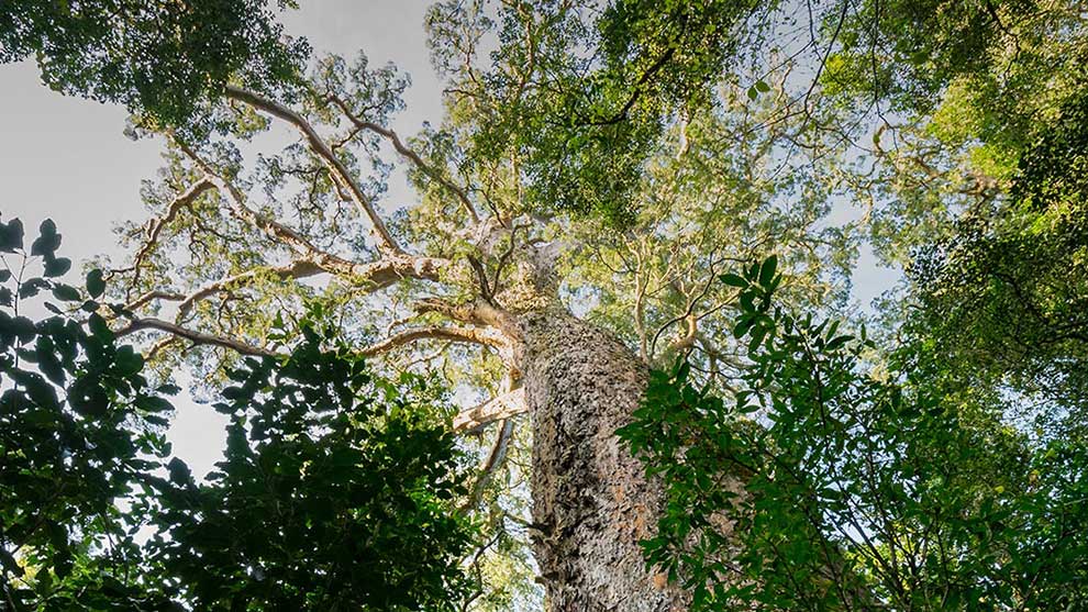 09 Shamwari A real yellowwood treetowering over other trees 1