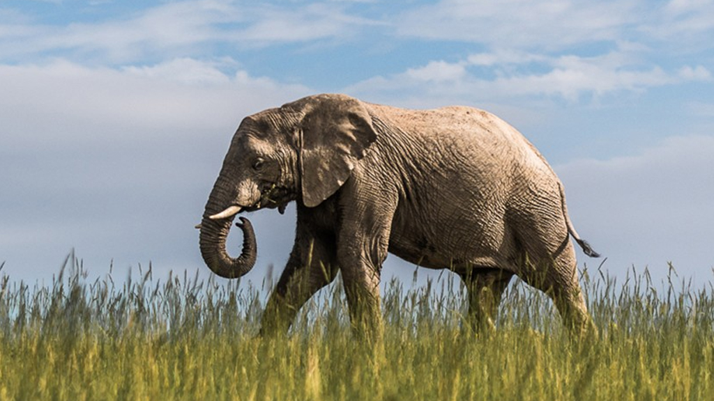 An African elephant crossing the grassy plains at Shamwari Private Game Reserve