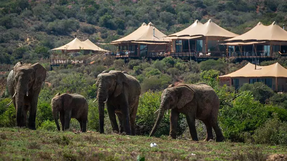 Sindile luxury tented camp view of elephants