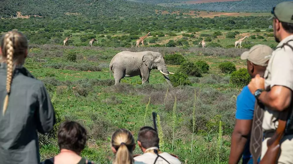 guided walking safaris