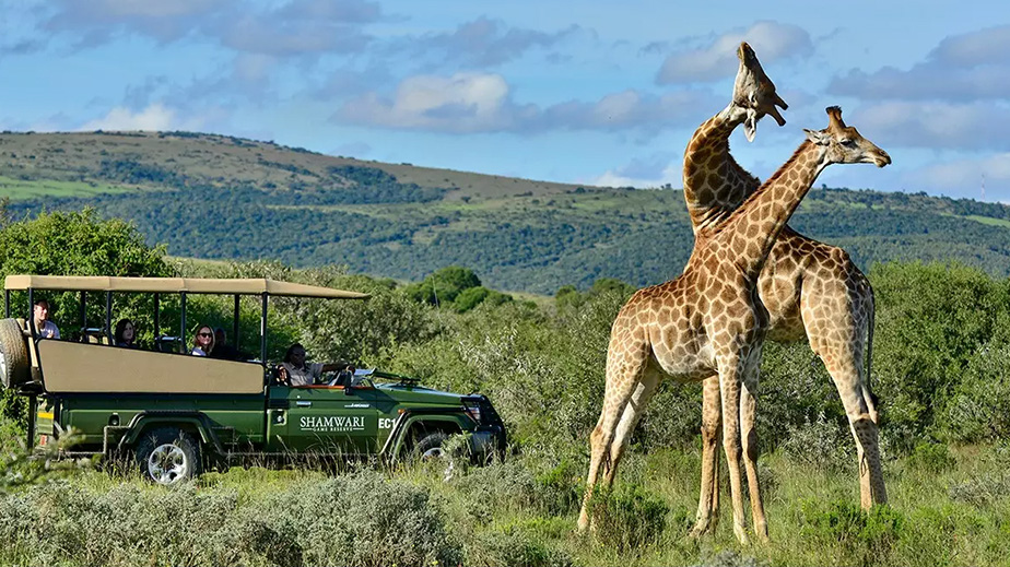 A-group-of-guests-on-a-game-drive-get-up-close-to-two-giraffes