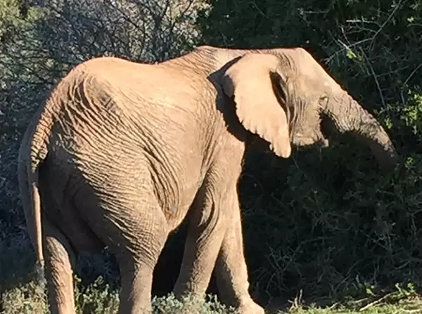 cape safari lodge