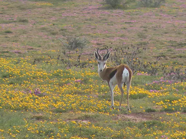 safari around port elizabeth