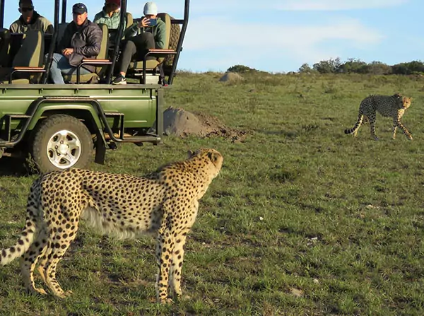 safari lodges cape town south africa