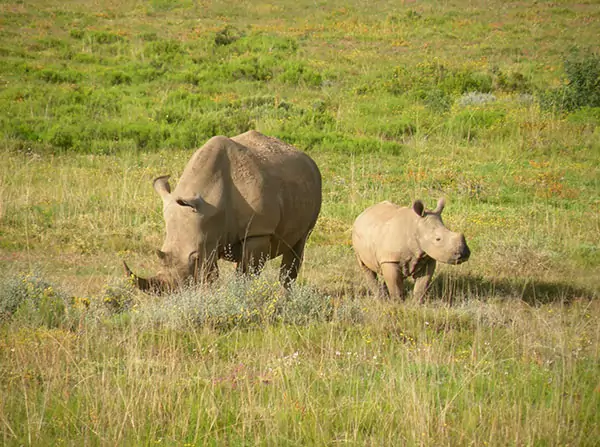 safari park cape town south africa