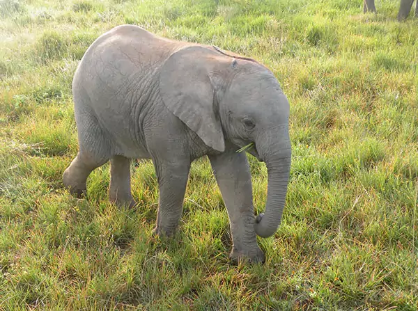 safari park cape town south africa