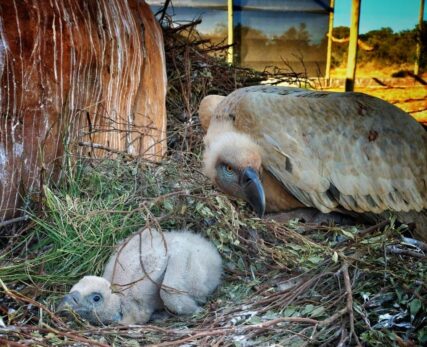 Vulture Captive Breeding