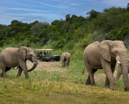 Safari Experience