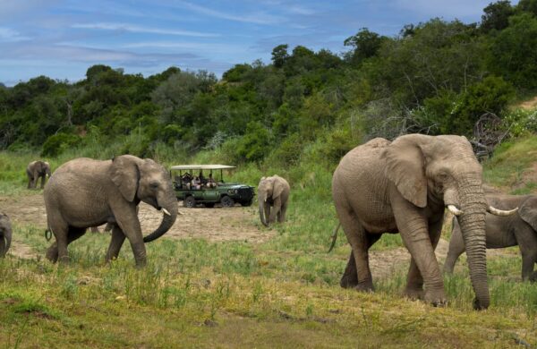 Safari Experiences