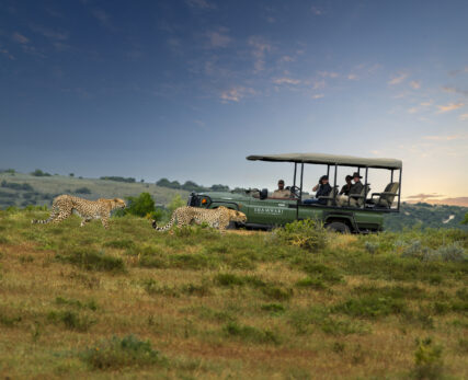 Safari Experience