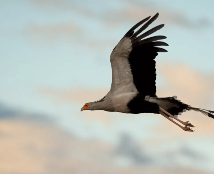 Bird-images-1