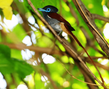 Bird-images-11