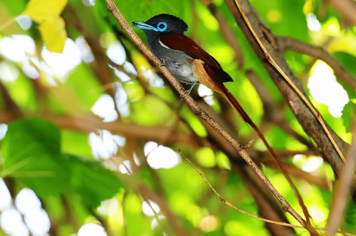 African Paradise Flycatcher