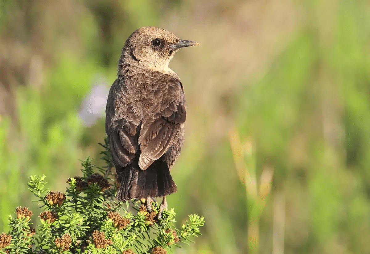 Ant-eating Chat