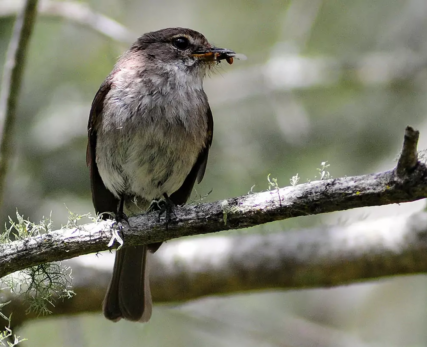 Bird-images-17