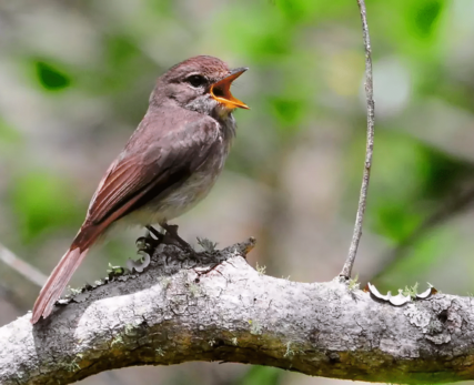 Bird-images-18 (1)
