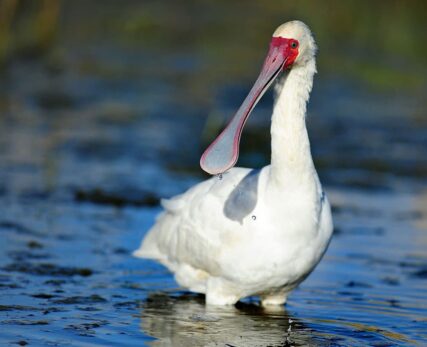 Bird-images-33