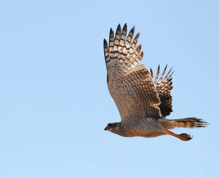 Birding Experience