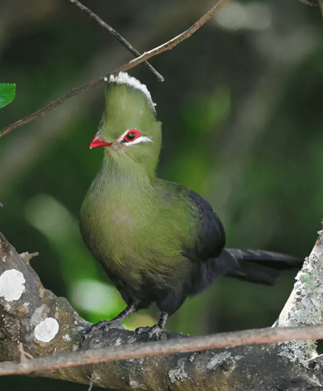 Bird-images-40