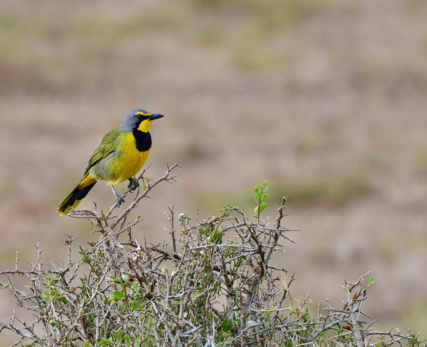 Bird-images-52