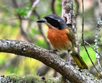 Birding