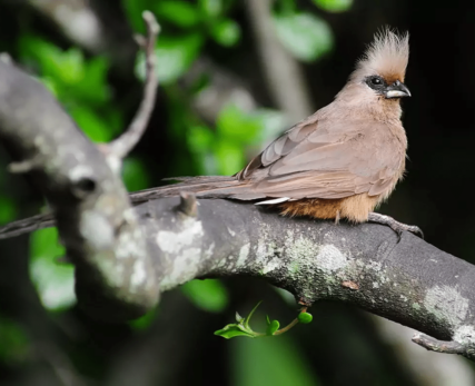 Bird-images-8