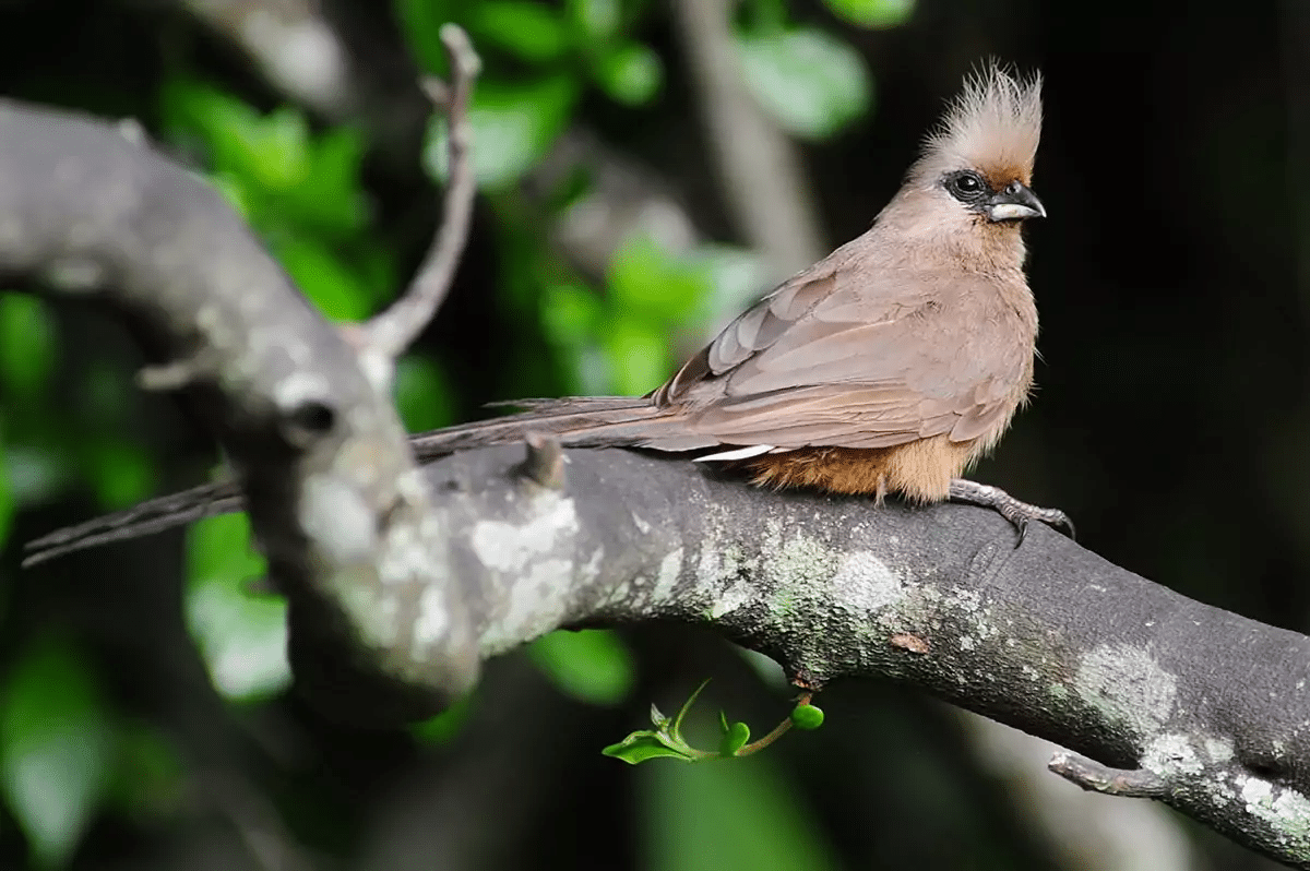 Speckled Mousebird