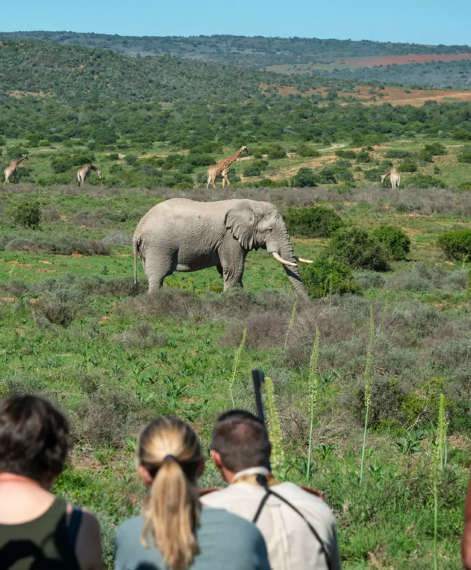 Bush-walk-