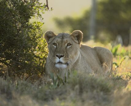 Born Free Sanctuary Experience