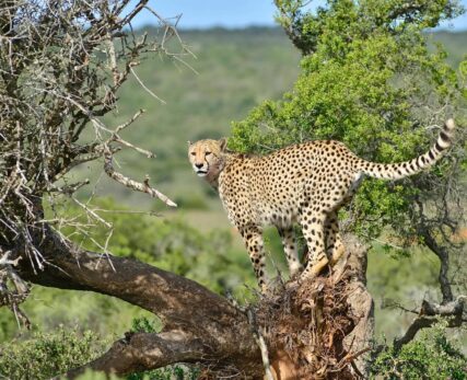 Cheetah-Shamwari-Game-reserve-4