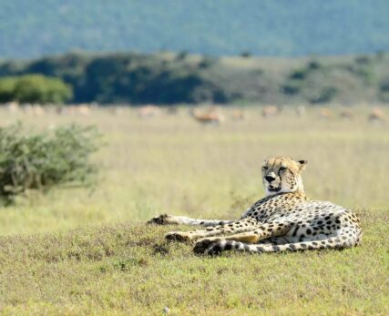 Cheetah-Shamwari-Game-reserve-5