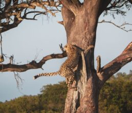 Cheetah_Morgane