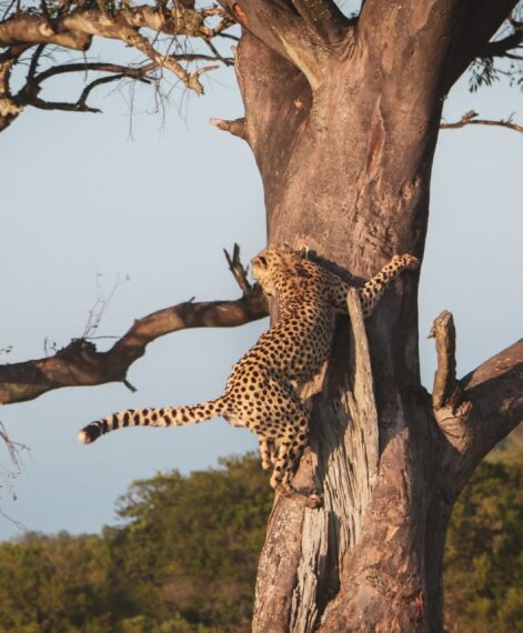 Cheetah_Morgane