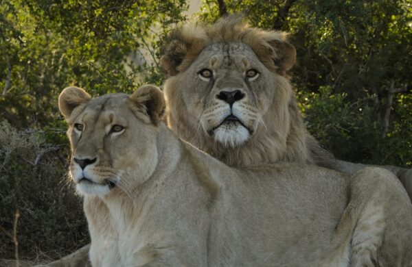 Born Free Big Cats Experience