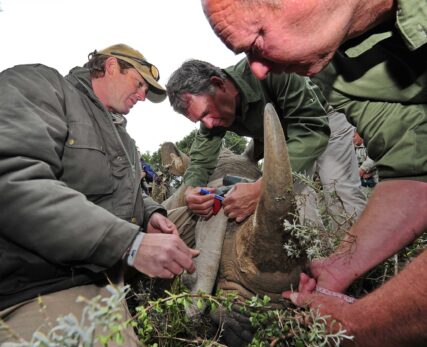 RHINO HAVEN PROJECTS