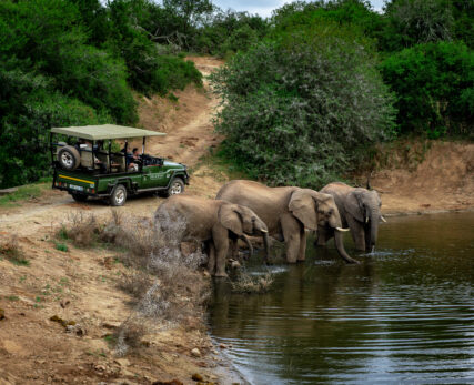 Safari Game Drives