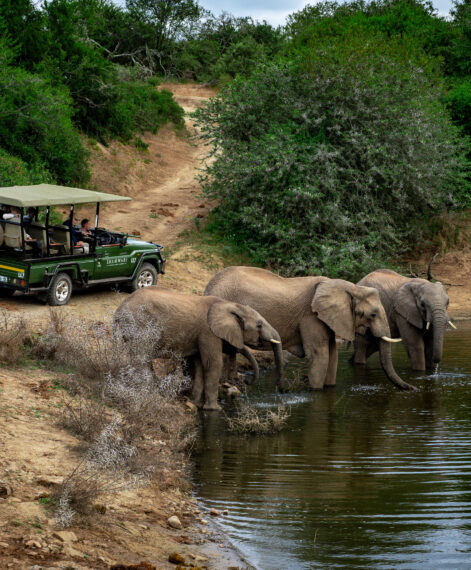 Game Drive Elephants_watering hole