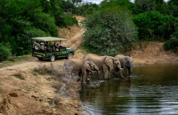Shamwari Conservation Experience