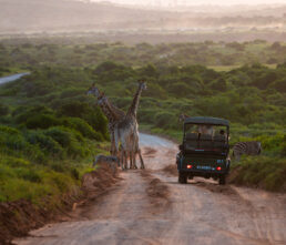 What is the best time of year for game viewing?