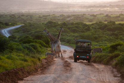 Game drive_wildlife guest experience